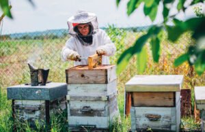 Picadas mortales: El peligro de las abejas