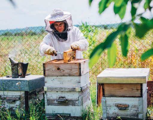 Picadas mortales: El peligro de las abejas