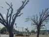 Municipio de Ponce identifica que poda de árboles no cumplió con lo acordado