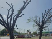 Municipio de Ponce identifica que poda de árboles no cumplió con lo acordado