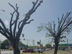 Municipio de Ponce identifica que poda de árboles no cumplió con lo acordado