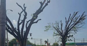 Municipio de Ponce identifica que poda de árboles no cumplió con lo acordado
