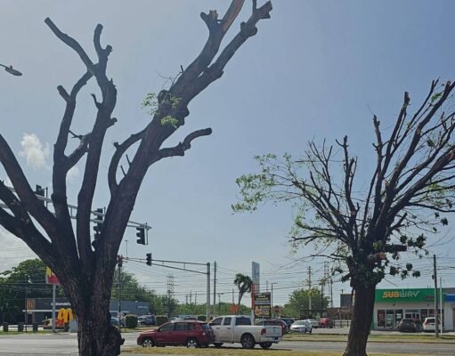 Municipio de Ponce identifica que poda de árboles no cumplió con lo acordado