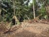 PIP impulsa investigación por presunta tala ilegal y proyecto en área verde de Villas de Cupey