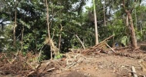 PIP impulsa investigación por presunta tala ilegal y proyecto en área verde de Villas de Cupey