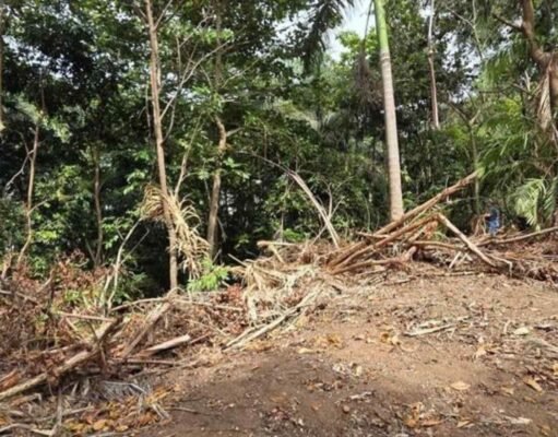 Proyecto de $2.2 millones genera oposición por posible tala de árboles en el Viejo San Juan