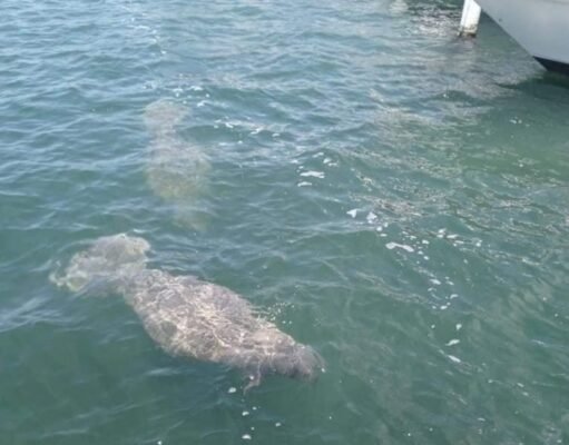 DRNA pide precaución en las costas ante presencia de manatíes