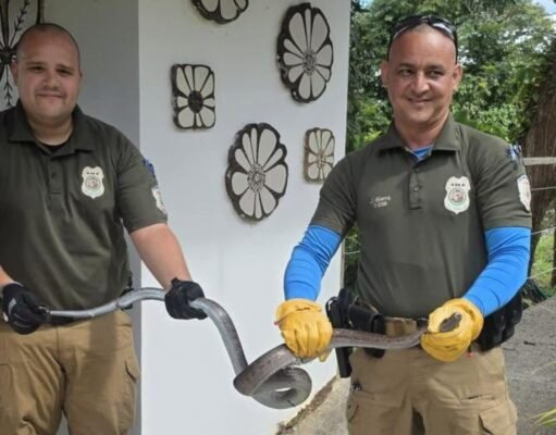 DRNA recibe 99 animales capturados durante el fin de semana