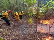 Riesgo elevado de incendios en la costa sur