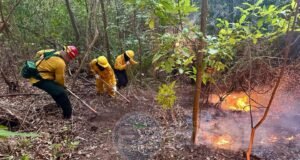 Riesgo elevado de incendios en la costa sur