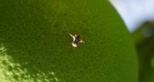 Declaran emergencia y cuarentena agrícola por mosca del Mediterráneo