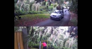 Buscan a mujer que abandonó perro frente a refugio