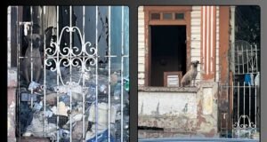 Amenazan la salubridad los perros realengos en Ponce