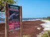 Marejada de sargazo invade las playas de Puerto Rico