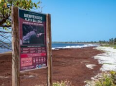 Marejada de sargazo invade las playas de Puerto Rico