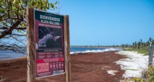 Marejada de sargazo invade las playas de Puerto Rico