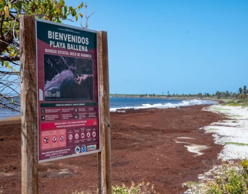 Marejada de sargazo invade las playas de Puerto Rico