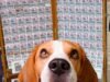 Senado aprueba lotería para rescate y protección de animales