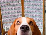 Senado aprueba lotería para rescate y protección de animales