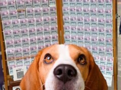 Senado aprueba lotería para rescate y protección de animales