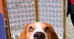Senado aprueba lotería para rescate y protección de animales