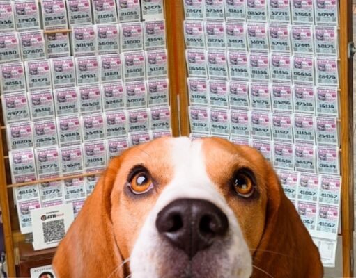 Senado aprueba lotería para rescate y protección de animales