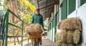 El sur se seca: la lucha por cada gota de agua