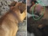 Radican cargos contra hombre de 69 años por presunto maltrato animal en Vega Alta