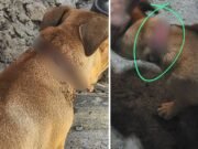 Radican cargos contra hombre de 69 años por presunto maltrato animal en Vega Alta