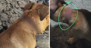 Radican cargos contra hombre de 69 años por presunto maltrato animal en Vega Alta