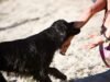Perro muerde a joven y al que salió a ayudarla