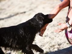 Perro muerde a joven y al que salió a ayudarla