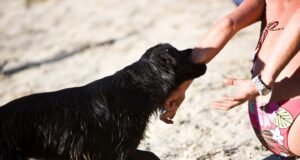 Perro muerde a joven y al que salió a ayudarla
