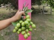 Lista la cosecha de quenepas