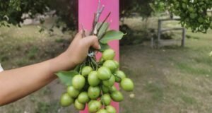 Lista la cosecha de quenepas
