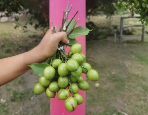 Lista la cosecha de quenepas