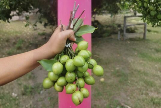 Lista la cosecha de quenepas