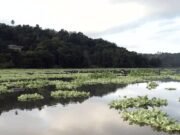 Cuerpo de Ingenieros autoriza remoción de sedimento de embalse Carraízo