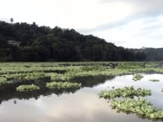 Cuerpo de Ingenieros autoriza remoción de sedimento de embalse Carraízo