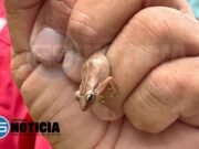 Documental sobre los coquíes de Puerto Rico llega a la pantalla grande