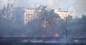 UPR activa medidas para prevenir y atender incendios forestales en terrenos del Jardín Botánico