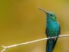Aves endémicas revolotearán en Casa Pueblo