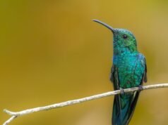 Aves endémicas revolotearán en Casa Pueblo
