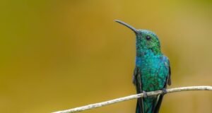 Aves endémicas revolotearán en Casa Pueblo