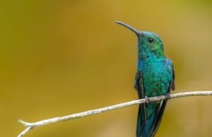 Aves endémicas revolotearán en Casa Pueblo