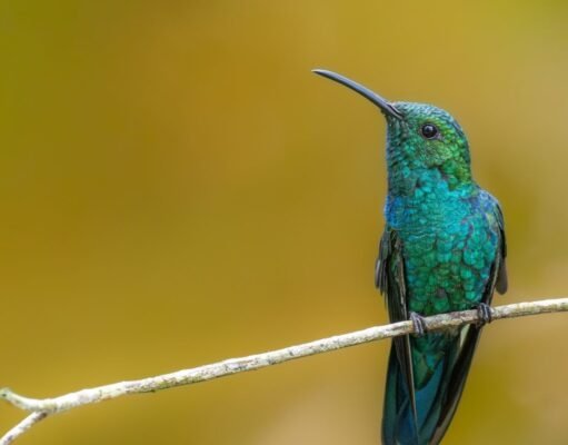 Aves endémicas revolotearán en Casa Pueblo