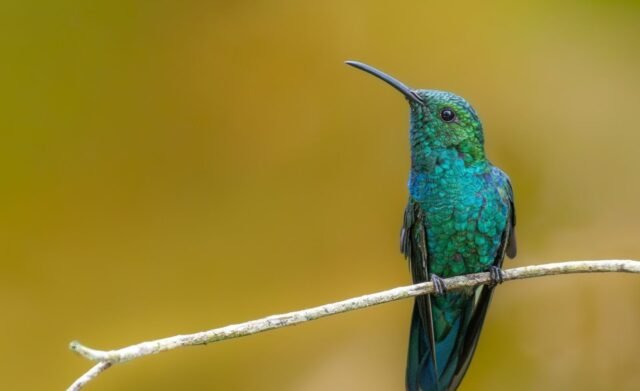 aves1