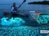 DRNA evalúa reducción bioluminiscencia en Vieques