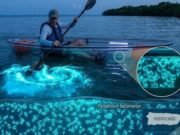 DRNA evalúa reducción bioluminiscencia en Vieques