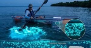 DRNA evalúa reducción bioluminiscencia en Vieques